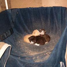 Blanding af racer Højgårdens killinger 