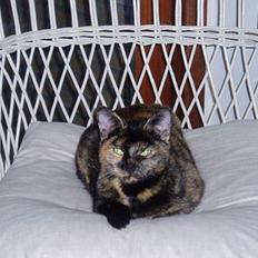 Blanding af racer SNØVSEN