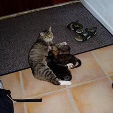 Blanding af racer SNØVSEN