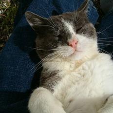 Huskat Chris / Fede Louie