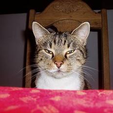 Blanding af racer SPIR!!