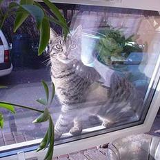 Blanding af racer Tony