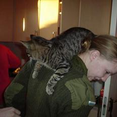 Blanding af racer Tony