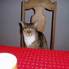 Blanding af racer SPIR!!