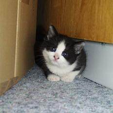 Blanding af racer Halloween (er nu død)