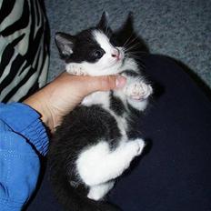 Blanding af racer Halloween (er nu død)