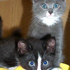 Blanding af racer Fluffy