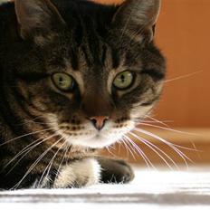 Blanding af racer Simba