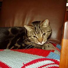 Blanding af racer Simba