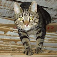 Blanding af racer Simba