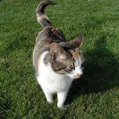 Blanding af racer Julie