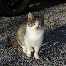 Blanding af racer Julie