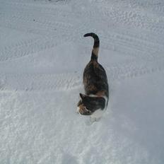 Blanding af racer Julie