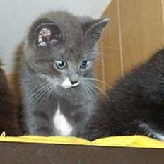 Blanding af racer Fluffy