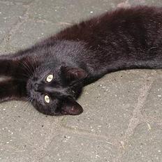 Blanding af racer Bianca