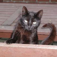 Blanding af racer Bianca