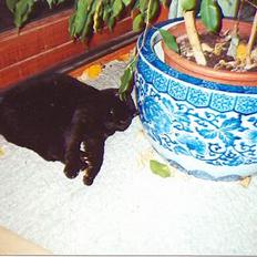 Blanding af racer Trille (død)