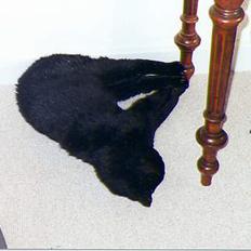 Blanding af racer Trille (død)