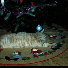 Blanding af racer Garfield