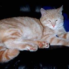 Blanding af racer Garfield