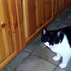 Blanding af racer Buller