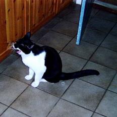 Blanding af racer Buller