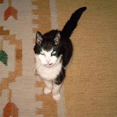 Blanding af racer Pjusser †