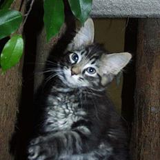 Maine Coon Steve Miller