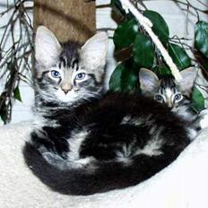 Maine Coon Steve Miller