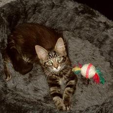 Maine Coon Steve Miller