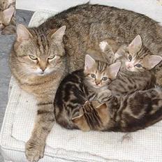 Blanding af racer Lille mis og sine killing