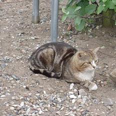 Blanding af racer Lille mis og sine killing