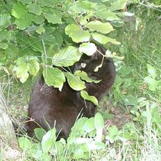 Blanding af racer Bianca