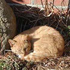 Blanding af racer Røde