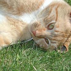 Blanding af racer Røde