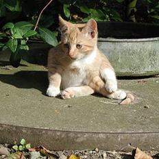 Blanding af racer Røde