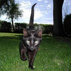 Blanding af racer Vejito