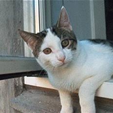 Blanding af racer Felix