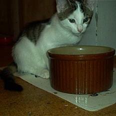 Blanding af racer Felix