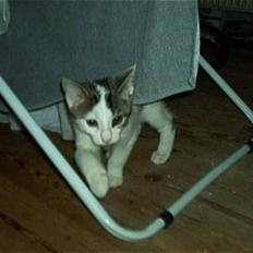 Blanding af racer Felix