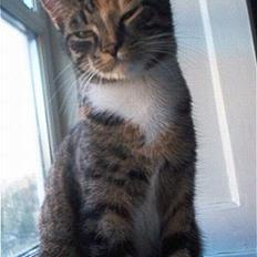 Blanding af racer Ronja Røverkat