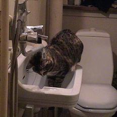 Blanding af racer Ronja Røverkat