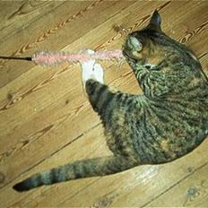 Blanding af racer Ronja Røverkat