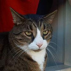 Blanding af racer Magnus