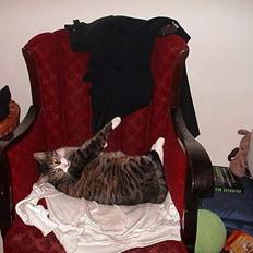 Blanding af racer Magnus