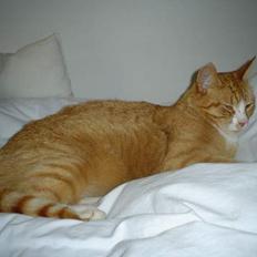 Blanding af racer Tarzan