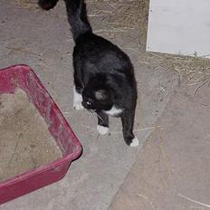 Norsk Skovkat Blacki Efterlysning