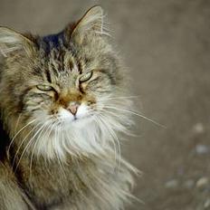 Blanding af racer Mutzi