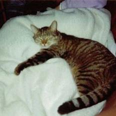 Blanding af racer Günther