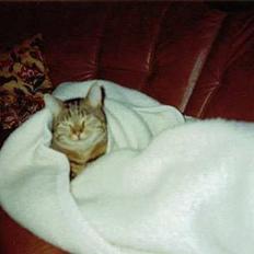 Blanding af racer Günther